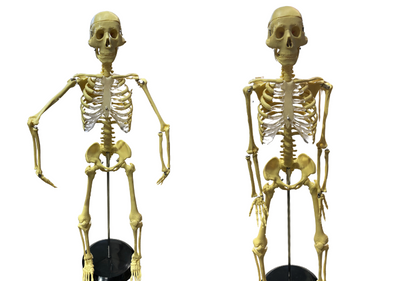 Mr Thrifty Skeleton 86cm